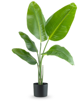 Die Kunstpflanze Strelitzia 90 cm Real Touch hat breite, glänzend grüne Blätter und wird in einem schlichten schwarzen Topf vor einem schlichten weißen Hintergrund geliefert.