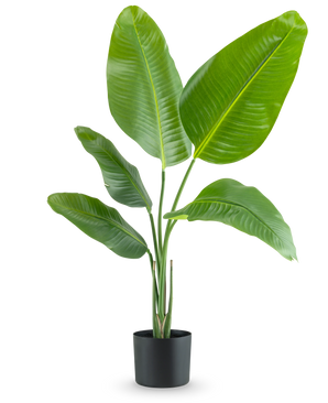 Die Kunstpflanze Strelitzia 90 cm Real Touch hat breite, glänzend grüne Blätter und wird in einem schlichten schwarzen Topf vor einem schlichten weißen Hintergrund geliefert.