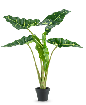 Die Kunstpflanze Alocasia 80 cm hat große, dunkelgrüne pfeilförmige Blätter mit hellgrünen Adern und wird in einem schlichten schwarzen Topf vor einem schlichten weißen Hintergrund geliefert.