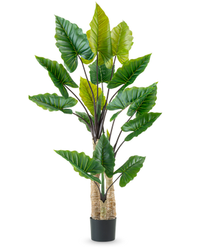 Die Kunstpflanze Calocasia 210 cm hat lange, kräftige Stängel und große grüne tropische Blätter, die in einem schwarzen Topf vor einem schlichten weißen Hintergrund angeordnet sind.