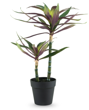 Eine künstliche Pflanze Yucca gigantea 53 cm mit zwei langen, schlanken grünen Stielen, gekrönt von spitzen grünen und violetten Blättern, in einem schwarzen Topf vor einem weißen Hintergrund.