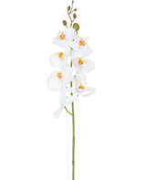 Die künstliche Blumenorchidee 84 cm weiß hat einen einzelnen Stiel aus weißen Orchideenblüten mit gelben und rosa Herzen und grünen Blütenknospen an der Spitze vor einem schlichten weißen Hintergrund.