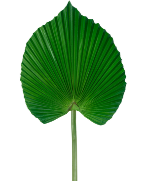 Das künstliche Blatt 73 cm ist ein künstliches grünes Palmblatt mit einem fächerförmigen, plissierten Design mit langem Stiel vor einem schlichten weißen Hintergrund.