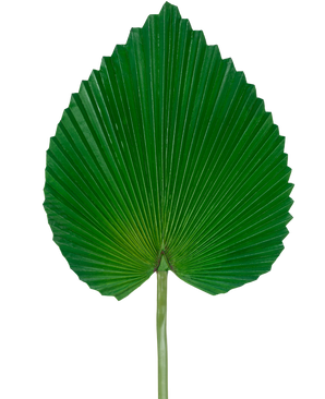 Das künstliche Blatt 81 cm ist ein einzelnes großes grünes Palmenblatt mit einer fächerförmigen, herzähnlichen Form und tiefen, symmetrischen Rillen vor einem schlichten weißen Hintergrund.