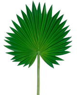 Das künstliche Blatt Washingtonia 73 cm ist ein einzelnes grünes Palmenblatt mit Fächerform, ausgestellten spitzen Segmenten und einem langen, schlanken Stiel, dargestellt vor einem schlichten weißen Hintergrund.