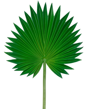 Das künstliche Blatt Washingtonia 73 cm ist ein einzelnes grünes Palmenblatt mit Fächerform, ausgestellten spitzen Segmenten und einem langen, schlanken Stiel, dargestellt vor einem schlichten weißen Hintergrund.
