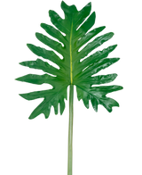 Vor einem schlichten weißen Hintergrund ist ein künstlicher Blattphilodendron (68 cm) mit einem großen grünen tropischen Blatt mit tiefen, unregelmäßigen Lappen und einem langen Mittelstiel abgebildet.