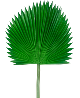 Das künstliche Blatt Washingtonia 105 cm ist ein einzelnes grünes Palmenblatt mit Fächerform und spitzen Enden vor einem schlichten weißen Hintergrund.