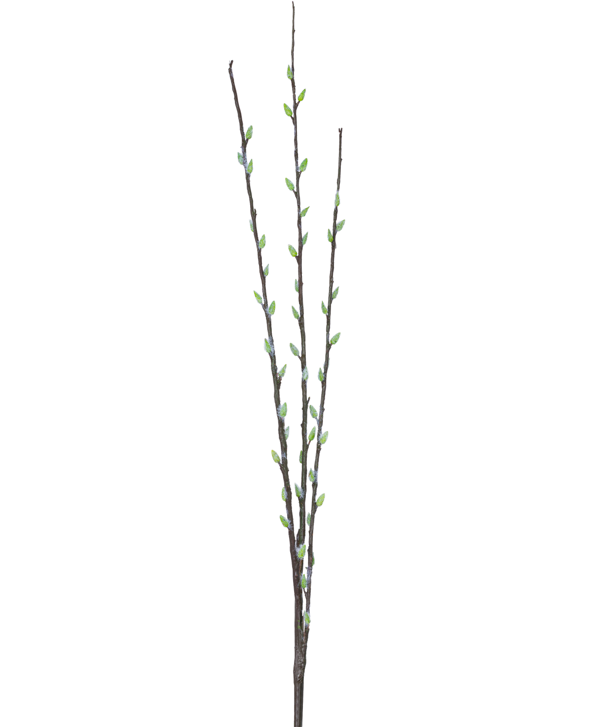 Die Kunstblume Salix-Weide 70 cm hat drei schlanke braune Zweige mit kleinen grünen Knospen und hellgrauen, flauschigen Kätzchen, die entlang der Stiele vor einem schlichten weißen Hintergrund angeordnet sind.