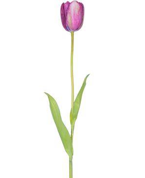 Eine künstliche französische Tulpe 60 cm lila, eine einzelne lila Tulpe mit grünen Blättern und einem langen Stiel, isoliert auf weißem Hintergrund.