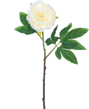 Künstliche Blume Pfingstrose 61 cm weiß: eine einzelne weiße Pfingstrose mit geschichteten Blütenblättern, grünen Blättern und einem langen braunen Stiel, isoliert auf weißem Hintergrund.