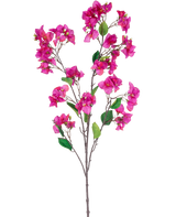 Ein 120 cm großer violetter Bougainvillea-Zweig mit mehreren Büscheln leuchtend violetter Blüten und grünen Blättern vor einem weißen Hintergrund.