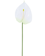 Die Kunstblumen-Anthurie 68 cm weiß hat eine einzelne weiße künstliche Anthurie mit einem hellgelben Blütenkolben an einem langen, grünen Stiel. Ideal für jeden Raum, bietet es dauerhafte Eleganz und benötigt kein Wasser.