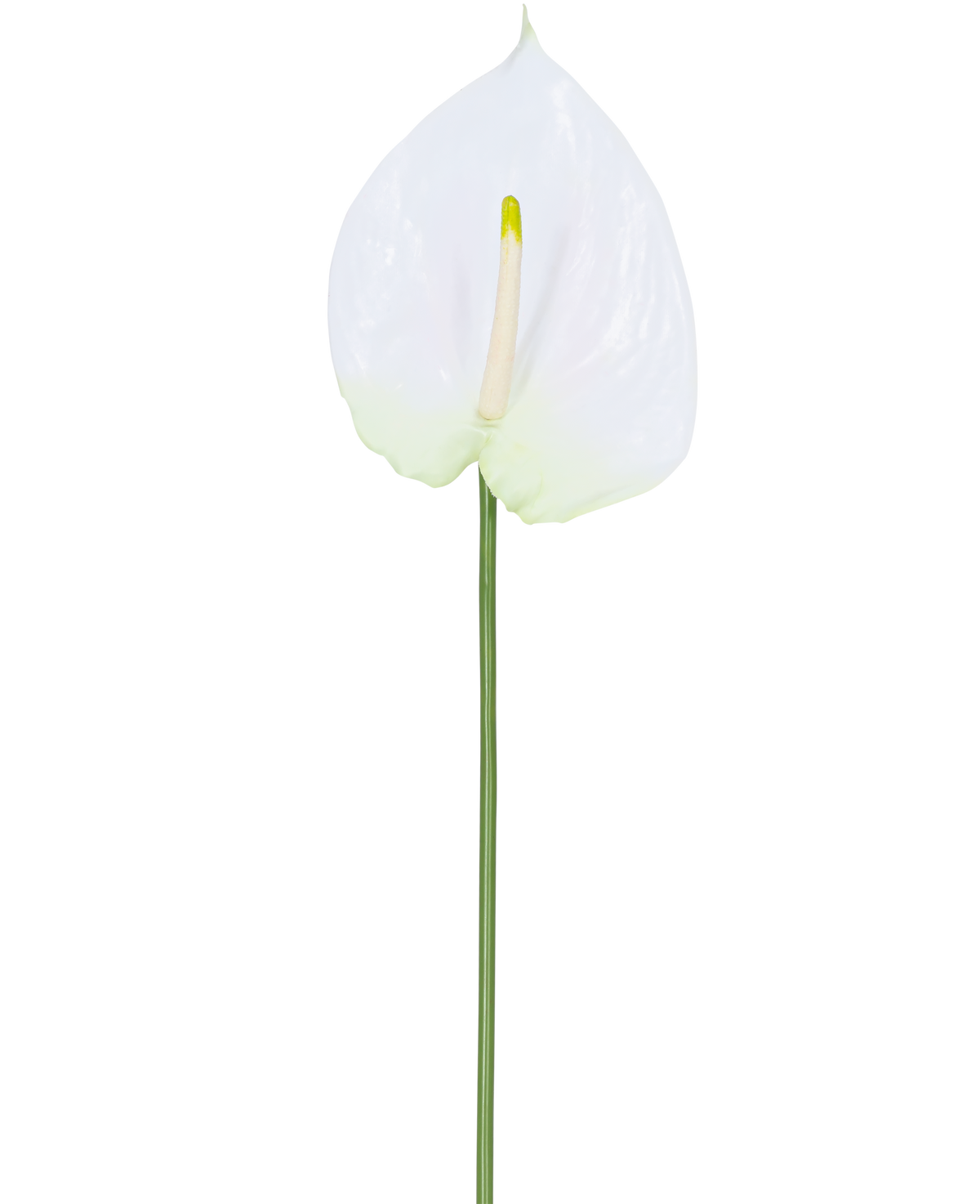 Die Kunstblumen-Anthurie 68 cm weiß hat eine einzelne weiße künstliche Anthurie mit einem hellgelben Blütenkolben an einem langen, grünen Stiel. Ideal für jeden Raum, bietet es dauerhafte Eleganz und benötigt kein Wasser.