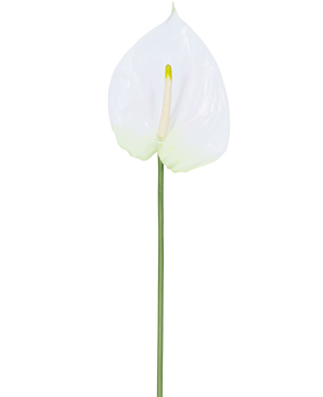 Die Kunstblumen-Anthurie 68 cm weiß hat eine einzelne weiße künstliche Anthurie mit einem hellgelben Blütenkolben an einem langen, grünen Stiel. Ideal für jeden Raum, bietet es dauerhafte Eleganz und benötigt kein Wasser.