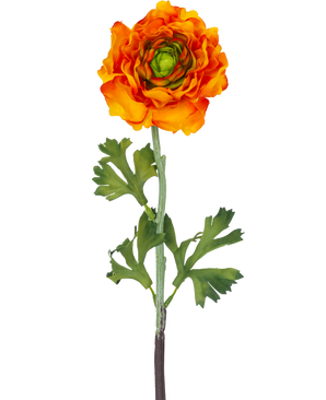 Die künstliche Ranunkelblume 51 cm orange ist eine künstliche orangefarbene Ranunkelblume mit geschichteten Blütenblättern und grünen Blättern auf einem langen Stiel, die sich perfekt als dekorativer Akzent eignet.