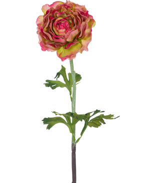 Die künstliche Ranunkel 51 cm rosa/grün ist eine einzelne künstliche Ranunkel mit rosa und grünen Blütenblättern, grünen Blättern und einem langen Stiel vor einem weißen Hintergrund.