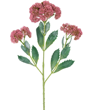 Eine digitale Illustration des künstlichen Zweigs Sedum 48 cm rot zeigt eine blühende Pflanze mit grünen Blättern und Büscheln kleiner, rosa-violetter Blüten an verzweigten Stielen vor einem weißen Hintergrund.