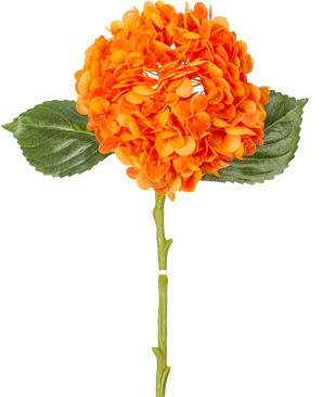 Die Kunstblume Charlotte Hortensie Real Touch Orange 49 cm hat eine orangefarbene Hortensienblüte mit realistischen Blütenblättern, grünen Blättern und einem langen Stiel, isoliert auf einem weißen Hintergrund.