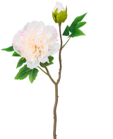 Ein einzelner Stiel der künstlichen Pfingstrose 50 cm weiß hat eine große, weiße Pfingstrosenblüte in voller Blüte, eine geschlossene Knospe und grüne Blätter vor einem schlichten weißen Hintergrund.
