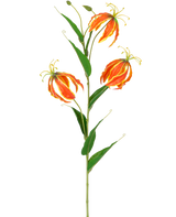 Die Kunstblume Gloriosa Real Touch Orange 75 cm hat einen hohen grünen Stiel mit drei großen orangefarbenen und gelben Lilien und langen, schlanken grünen Blättern, die wunderschön auf einem weißen Hintergrund zur Geltung kommen.