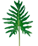 Der Kunstblatt-Philodendron 90 cm hat ein großes grünes, gespaltenes Blatt mit tiefen Lappen und einem langen Stiel vor einem schlichten weißen Hintergrund.