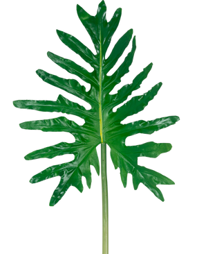 Der Kunstblatt-Philodendron 90 cm hat ein großes grünes, gespaltenes Blatt mit tiefen Lappen und einem langen Stiel vor einem schlichten weißen Hintergrund.