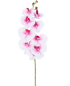 Die künstliche Orchidee Real Touch Deluxe 105 cm rosa/weiß hat einen einzelnen rosafarbenen künstlichen Phalaenopsis-Stiel mit weißen Akzenten, realistischen Seidenblumen und Knospen, die alle elegant auf einem weißen Hintergrund präsentiert werden.