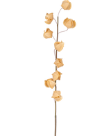 Eine künstliche Physalis-Lampion-Blume, 90 cm lang, braun, mit einem einzelnen hohen Stiel und mehreren getrockneten, braunen, papierartigen Hülsen, die über die gesamte Länge verteilt sind, vor einem schlichten weißen Hintergrund.