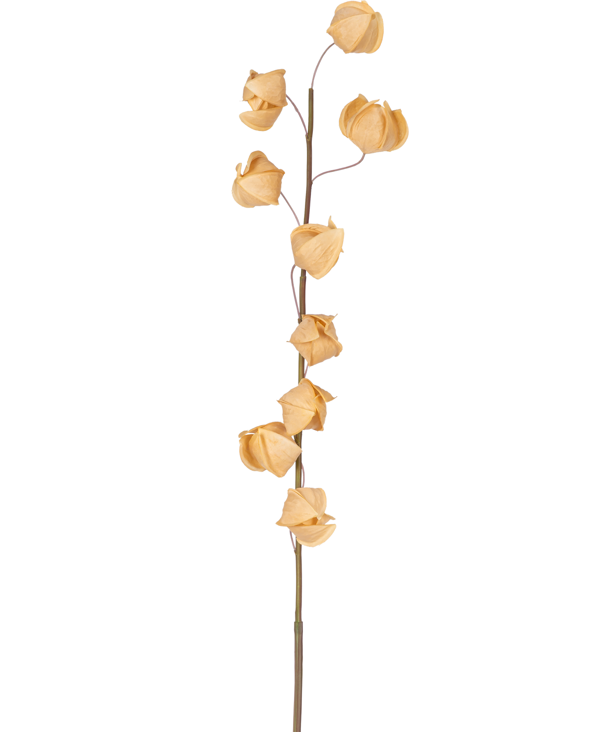 Eine künstliche Physalis-Lampion-Blume, 90 cm lang, braun, mit einem einzelnen hohen Stiel und mehreren getrockneten, braunen, papierartigen Hülsen, die über die gesamte Länge verteilt sind, vor einem schlichten weißen Hintergrund.