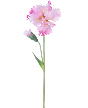 Die künstliche Blumeniris 80 cm rosa hat einen einzelnen rosa Irisstiel mit Rüschen in den Blütenblättern und einer geschlossenen Knospe vor einem schlichten weißen Hintergrund.