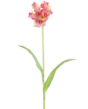 Eine künstliche französische Sittich-Tulpe, 76 cm, in Rot/Gelb mit Rüschen auf den Blütenblättern, einem langen grünen Stiel und zwei länglichen grünen Blättern, vor einem weißen Hintergrund.