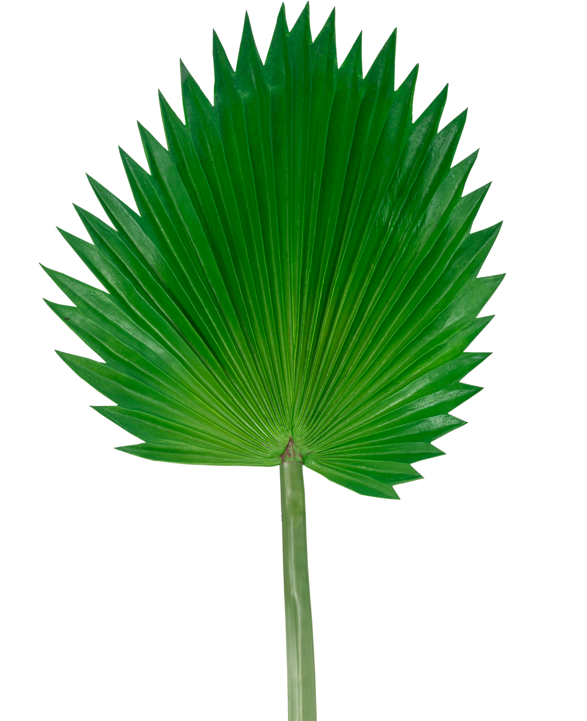 Das künstliche Blatt Washingtonia 83 cm ist ein großes, grünes künstliches Fächerpalmenblatt mit langem Stiel, dargestellt vor einem schlichten weißen Hintergrund.