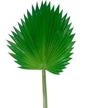 Das künstliche Blatt Washingtonia 83 cm ist ein großes, grünes künstliches Fächerpalmenblatt mit langem Stiel, dargestellt vor einem schlichten weißen Hintergrund.