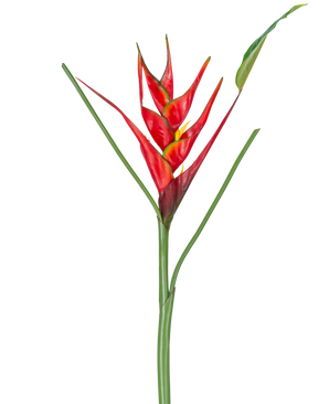 Die künstliche Blume Heliconia 90 cm rot besteht aus einer einzelnen künstlichen Heliconia-Blume mit leuchtend roten und gelben Hochblättern auf einem langen grünen Stiel, komplett mit schlanken Blättern, perfekt für die Präsentation vor einem weißen Hintergrund.