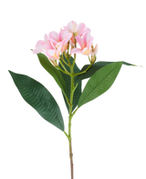 Eine 75 cm große künstliche Plumeria-Blume, rosa/cremefarben, mit einem Stiel, großen grünen Blättern und einem Büschel blassrosa Plumeria-Blüten an der Spitze, abgebildet vor einem weißen Hintergrund.