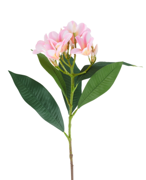 Eine 75 cm große künstliche Plumeria-Blume, rosa/cremefarben, mit einem Stiel, großen grünen Blättern und einem Büschel blassrosa Plumeria-Blüten an der Spitze, abgebildet vor einem weißen Hintergrund.