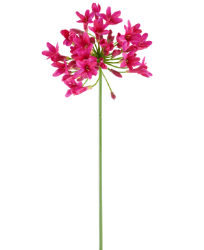 Ein einzelner langer grüner Stiel der künstlichen Blume Agapanthus 75 fuchsia trägt an der Spitze eine Gruppe leuchtend rosa Blüten, die sich von einem schlichten weißen Hintergrund abheben.