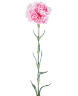 Künstliche Blume: 68 cm große Nelke, rosa, mit gekräuselten rosa Blütenblättern auf einem langen grünen Stiel, isoliert vor weißem Hintergrund.