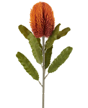 Eine einzelne 65 cm große künstliche Banksia-Blume in Altorange weist eine große, stachelige, altorangefarbene Blüte an der Spitze eines stabilen Stiels auf, mit mehreren länglichen, gezackten grünen Blättern, die symmetrisch entlang des Stiels angeordnet sind, alle vor einem weißen Hintergrund.