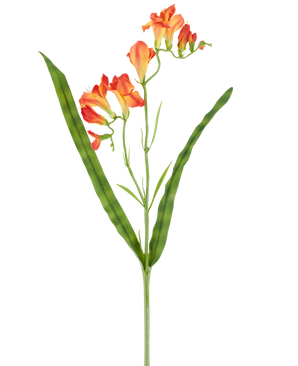 Ein einzelner Stiel der künstlichen Blumen-Freesie 56 cm orange, mit langen, schmalen grünen Blättern und mehreren blühenden orangefarbenen Freesienblüten an der Spitze, abgebildet vor einem weißen Hintergrund.