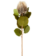 Eine einzelne künstliche Banksia-Blume, 59 cm hoch, in Creme und Braun, mit runden grünen Blättern und einem hellbraunen, stacheligen, kegelförmigen Blütenkopf vor einem schlichten weißen Hintergrund.