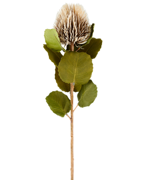Eine einzelne künstliche Banksia-Blume, 59 cm hoch, in Creme und Braun, mit runden grünen Blättern und einem hellbraunen, stacheligen, kegelförmigen Blütenkopf vor einem schlichten weißen Hintergrund.