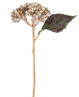 Eine künstliche Blume: getrocknete Hortensie von 38 cm in Creme/Braun, mit beigen Knospenbüscheln und einem dunkelgrünen, gezackten Blatt vor weißem Hintergrund.