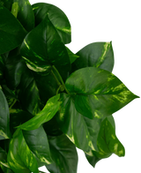 Herzförmige grüne Blätter mit gelblichen Markierungen auf der 60 cm großen UV-Pothos-Pflanze Art Hanging Gold Vine, abgebildet vor einem schlichten weißen Hintergrund.