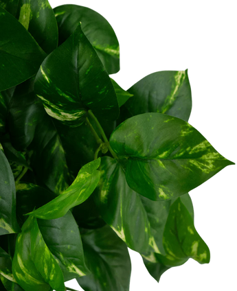 Herzförmige grüne Blätter mit gelblichen Markierungen auf der 60 cm großen UV-Pothos-Pflanze Art Hanging Gold Vine, abgebildet vor einem schlichten weißen Hintergrund.