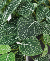Nahaufnahme der künstlichen hängenden Fittonia grün-weiß im Topf 70 cm UV, mit grünen Blättern mit auffälligen weißen Adern und detaillierten Adermustern in verschiedenen Grüntönen.