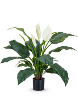 Die Kunstpflanze Spathiphyllum weiß 85 cm ist eine realistische Topfpflanze mit großen, dunkelgrünen Blättern und drei weißen Blüten vor einem schlichten weißen Hintergrund – eine stilvolle Zimmerpflanze für jedes Interieur.
