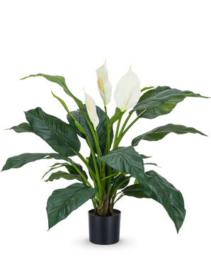 Die Kunstpflanze Spathiphyllum weiß 85 cm ist eine realistische Topfpflanze mit großen, dunkelgrünen Blättern und drei weißen Blüten vor einem schlichten weißen Hintergrund – eine stilvolle Zimmerpflanze für jedes Interieur.