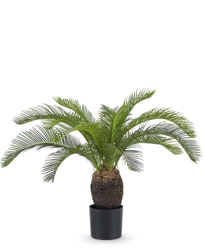 Die künstliche Pflanze Baby Cycas Palm 60 cm hat lange, gewölbte grüne Blätter und einen dicken, strukturierten braunen Stamm, präsentiert in einem Topf vor einem schlichten weißen Hintergrund.